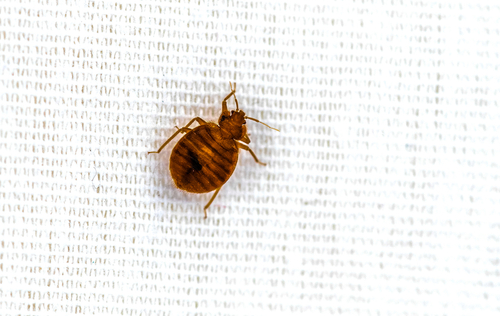 What Causes Bedbugs on a Mattress?