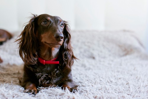 7 Ways To Remove Pet Hair From Carpets And Rugs (Cleaning Tips)