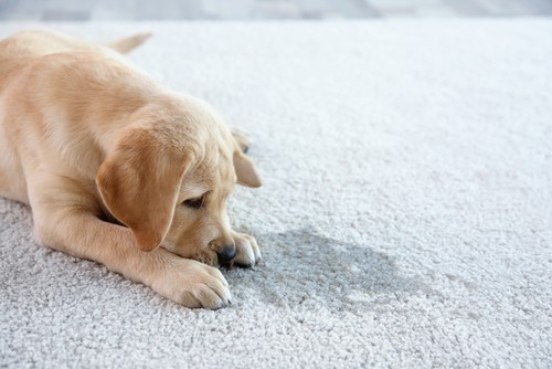 Carpets with Pets and Children