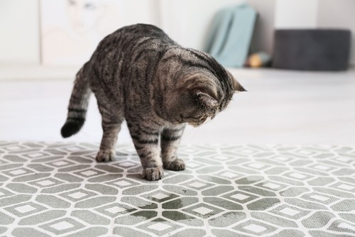 Dealing with Pet Odors on Carpets