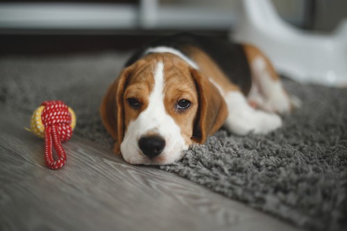 Pet Owners and Carpets Tips for Maintaining a Clean Home